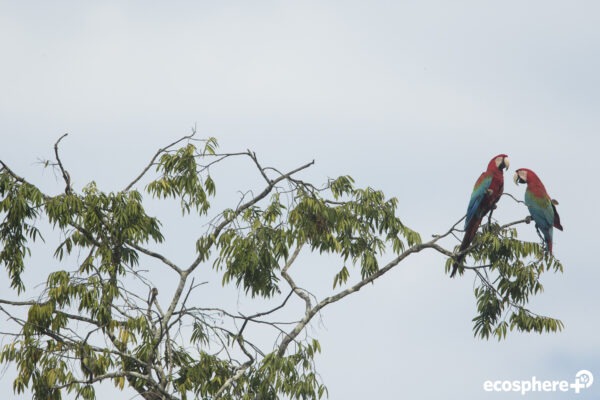 Tambopata-Bahuaja Biodiversity Reserve - Peru - Image 5