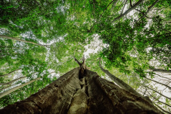 Keo Seima Wildlife Sanctuary - Cambodia - Image 2