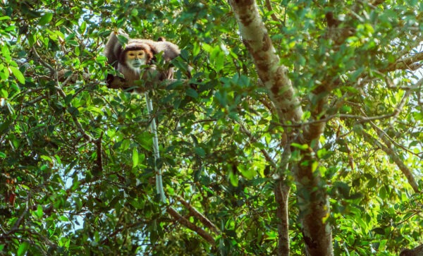 Keo Seima Wildlife Sanctuary - Cambodia - Image 3