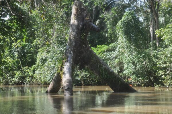 Envira Amazon Project - Tropical Forest Conservation - Brazil - Image 4