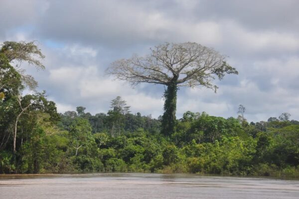 Envira Amazon Project - Tropical Forest Conservation - Brazil - Image 2