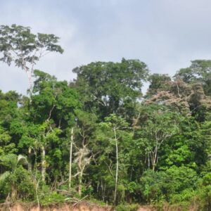 Envira Amazon Project - Tropical Forest Conservation - Brazil