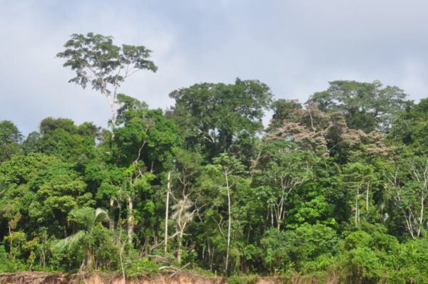 Envira Amazon Project - Tropical Forest Conservation - Brazil