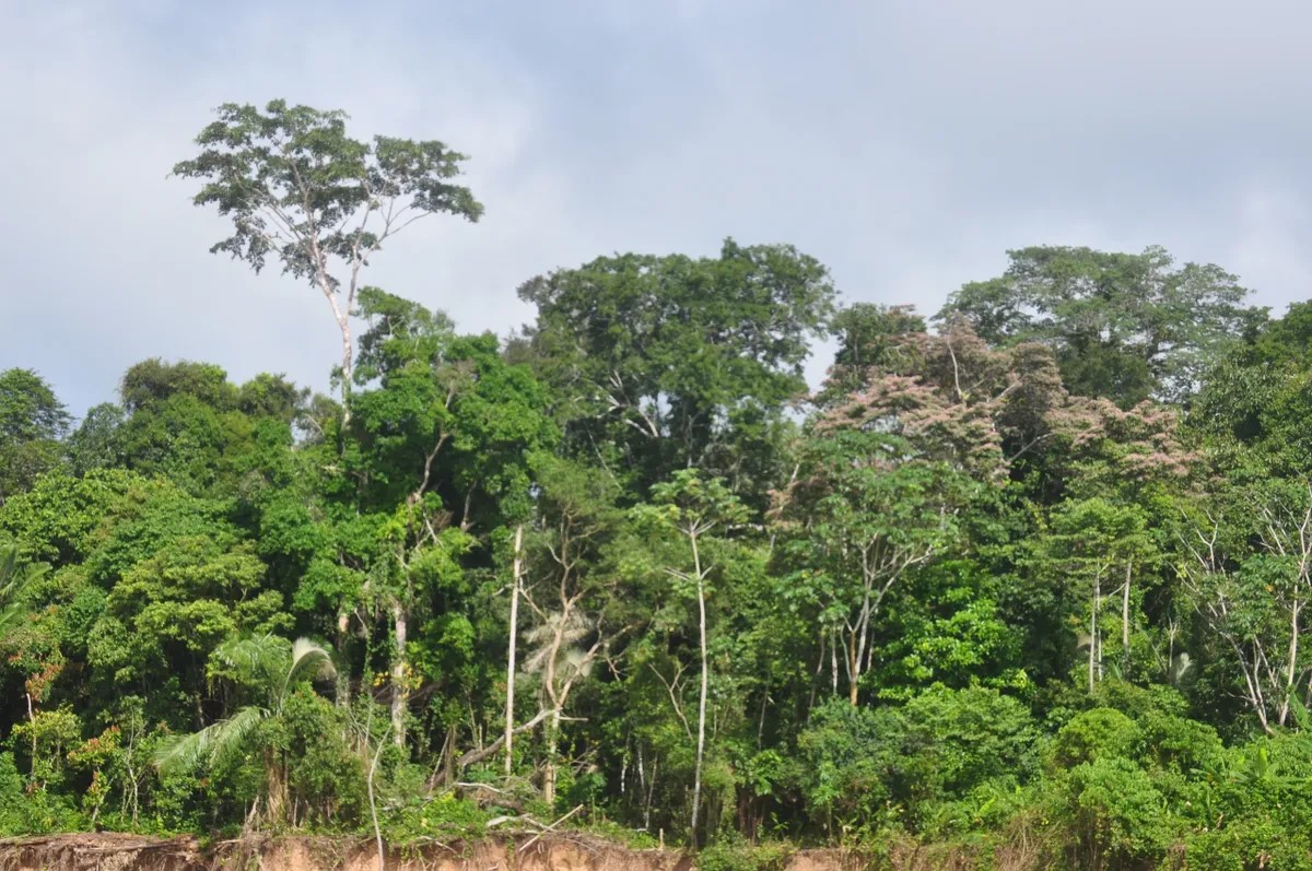 Envira Amazon Project - Tropical Forest Conservation - Brazil