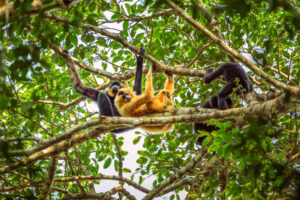 Keo Seima Wildlife Sanctuary - Cambodia
