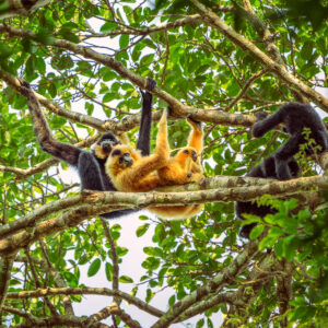 Keo Seima Wildlife Sanctuary - Cambodia