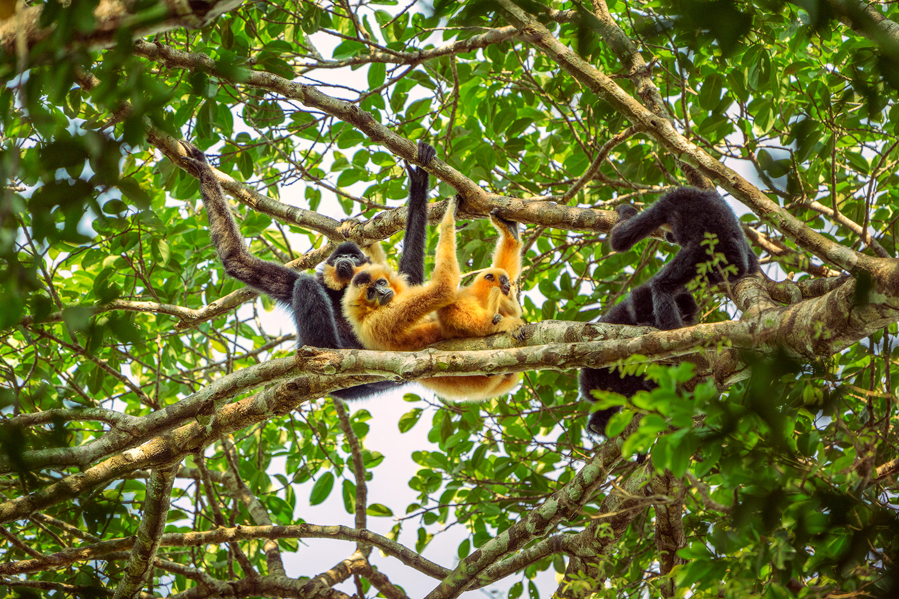 Keo Seima Wildlife Sanctuary - Cambodia