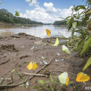 Tambopata-Bahuaja Biodiversity Reserve - Peru