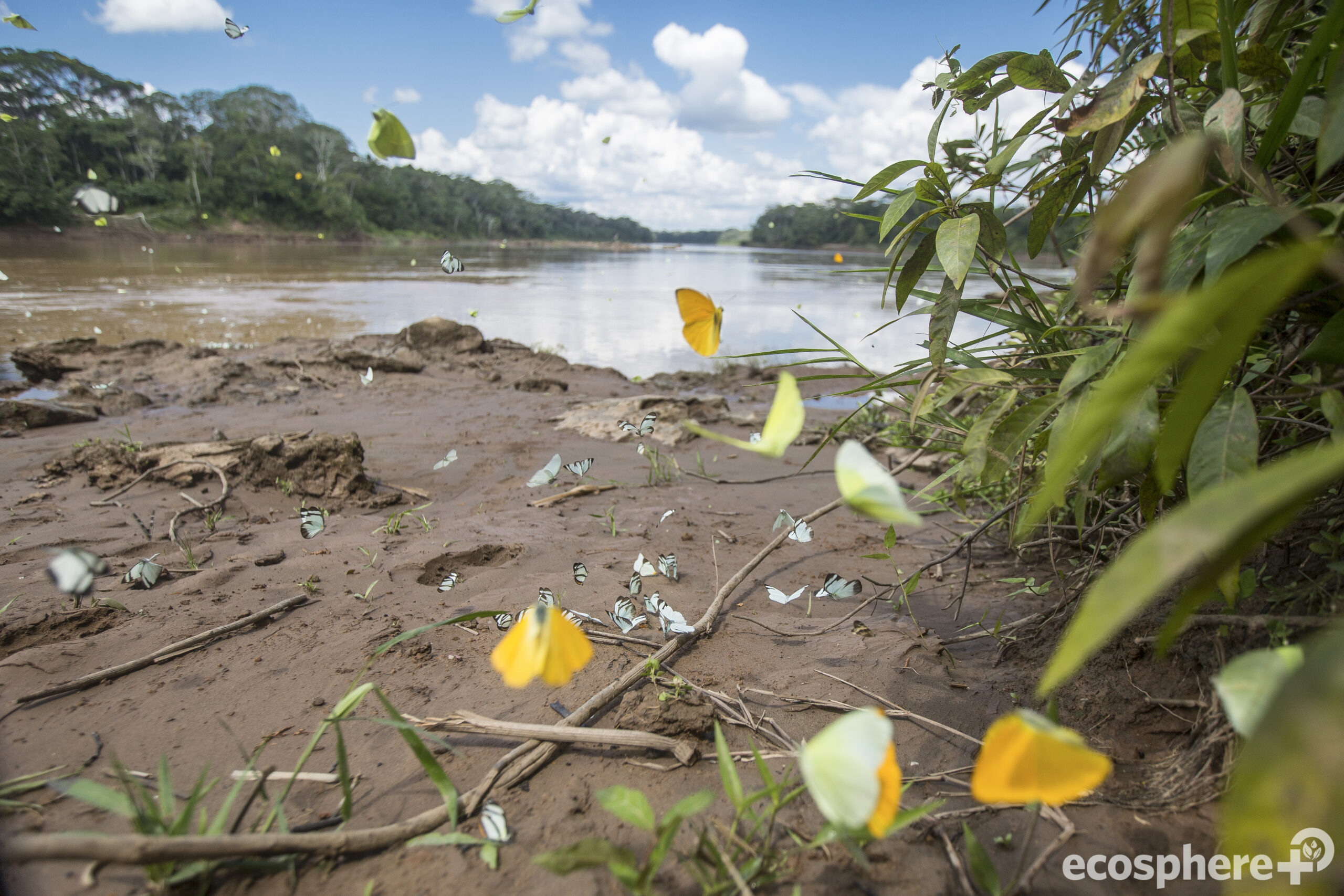 Tambopata-Bahuaja Biodiversity Reserve - Peru